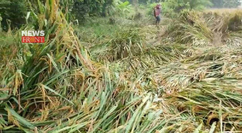 paddy damage | newsfront.co