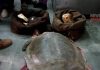 Tortoise rescue | newsfront.co