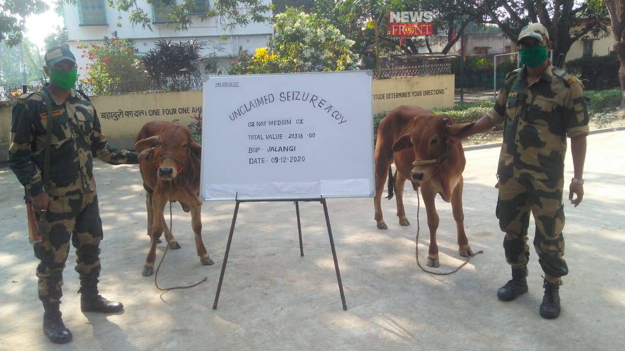 cows rescue | newsfront.co