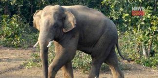 elephant | newsfront.co