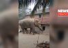 elephant attacked | newsfront.co